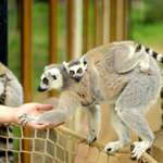 A ring-tailed lemur, with a baby on its back, is sat on a wire fence reaching out it's hand to a passer-by. 