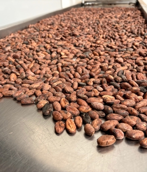 Close-up view of a large metal tray filled with raw cocoa beans spread out evenly. The beans are reddish-brown and have a rough texture, indicating they are unprocessed. The tray is part of an industrial setting with stainless steel surfaces visible in the background.