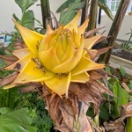 Close-up of a plant in a glass house.