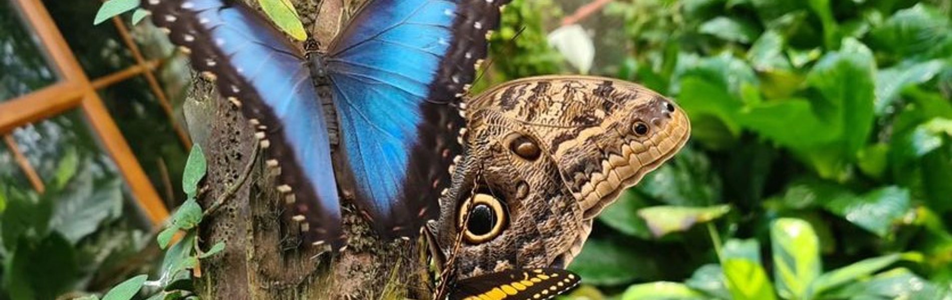Several different breeds of butterfly resting on a tree trunk.