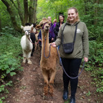 A group of people out walking with Alpacas.