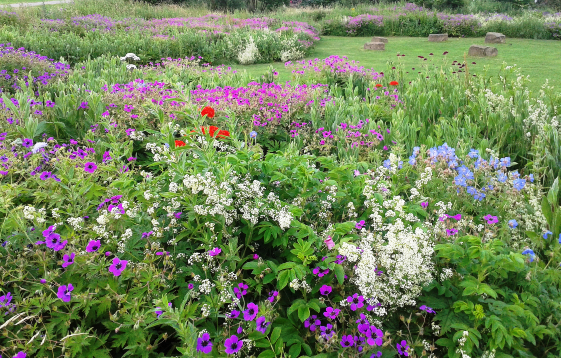 Wild flowers at Manor Fields Park.