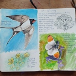 A hand‑drawn nature journal spread featuring watercolor illustrations and handwritten notes. On the left page is a detailed painting of a swallow in flight above blue sky, with small yellow wildflowers below; a handwritten note identifies the bird and flowers. On the right page are a watercolor illustration of an orange‑tip butterfly on a purple flower, a sketch of a tree, and written observations about warm weather and wildlife activity dated “6th–12th May.”