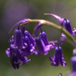 A close-up of bluebells.
