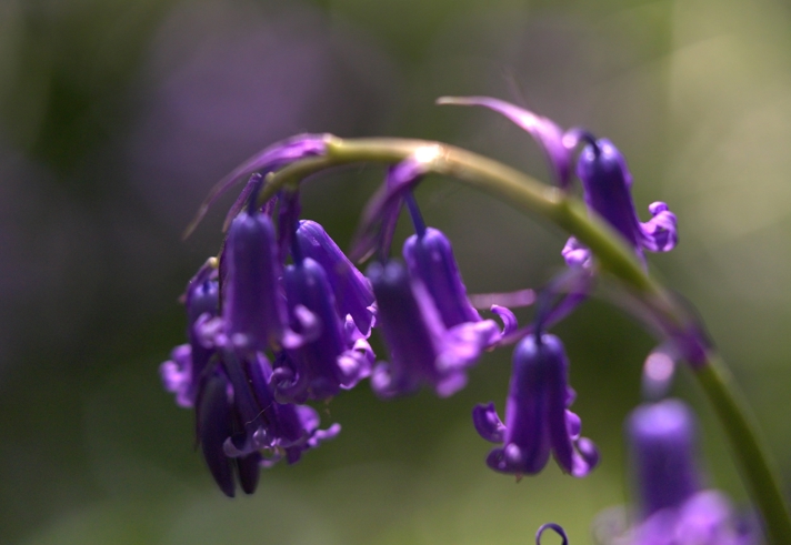 A close-up of bluebells.