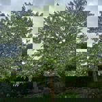 A example of a tree at the Sheffield Botanical Gardens.