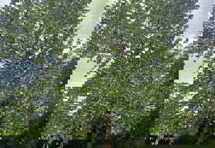 A example of a tree at the Sheffield Botanical Gardens.