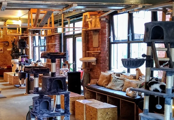 Inside Tabby Teas Cat Cafe.