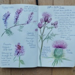 A nature journal spread with watercolor illustrations of various wild plants. The left page shows drawings of tufted vetch, creeping thistle, and self‑heal, each labeled with handwritten notes. The right page features larger illustrations of thistles, including a detailed milk thistle, along with written reflections dated “24th–30th June” describing weather patterns and observations from local fields.