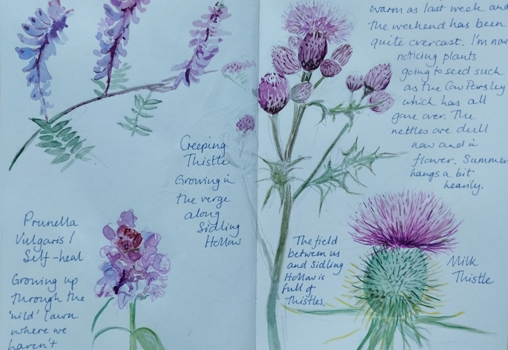A nature journal spread with watercolor illustrations of various wild plants. The left page shows drawings of tufted vetch, creeping thistle, and self‑heal, each labeled with handwritten notes. The right page features larger illustrations of thistles, including a detailed milk thistle, along with written reflections dated “24th–30th June” describing weather patterns and observations from local fields.