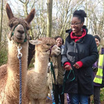 A group of people out walking with Alpacas.