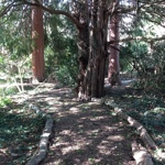 A sun dappled path winding its way through tall trees.