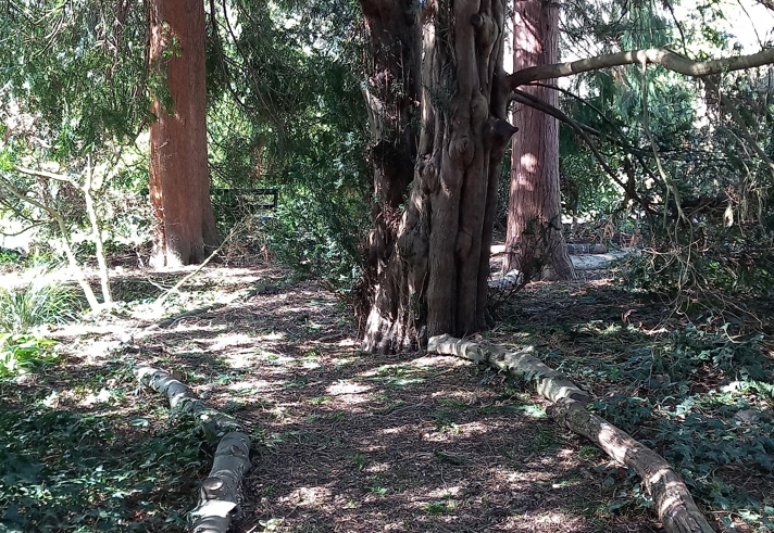 A sun dappled path winding its way through tall trees.