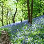 Wild flowers at Woolley Woods