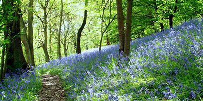 Wild flowers at Woolley Woods