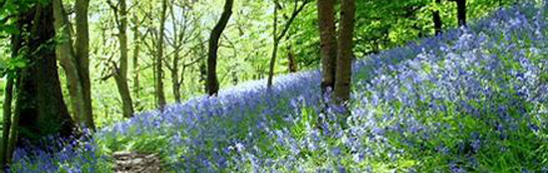 Wild flowers at Woolley Woods