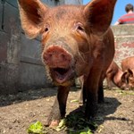 Pigs at Heeley City Farm.