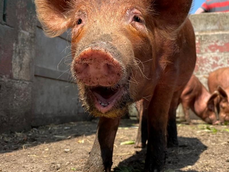 Pigs at Heeley City Farm.