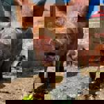 Pigs at Heeley City Farm.