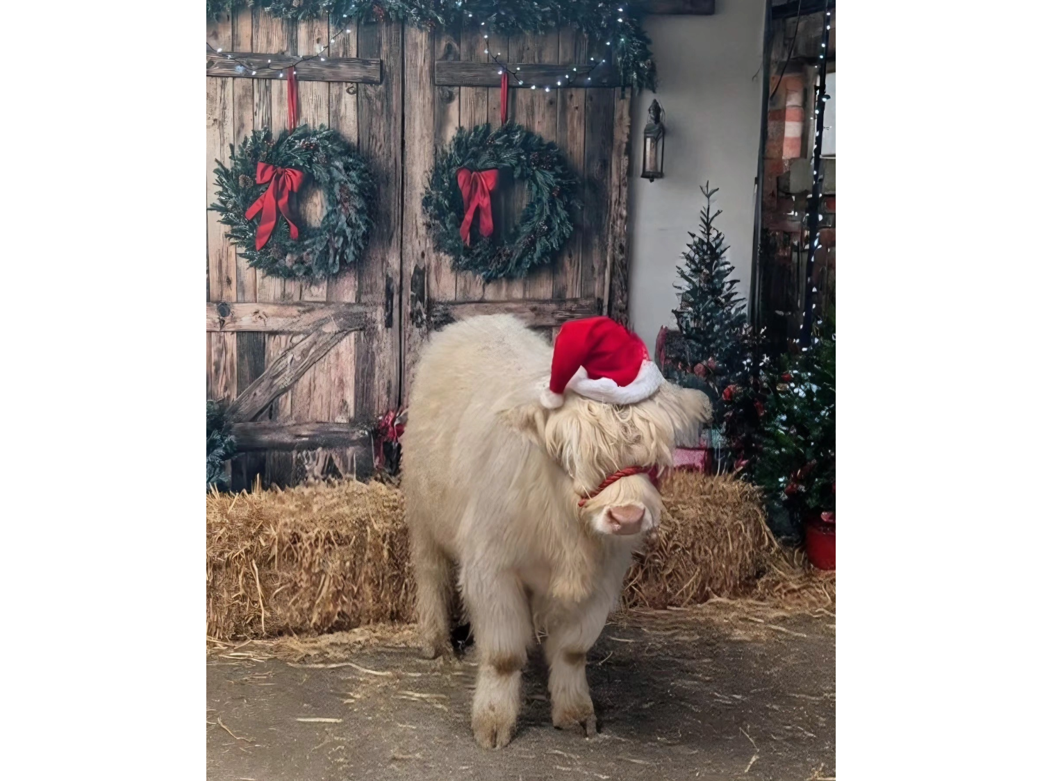  A fluffy white Highland calf wearing a red Santa hat and festive halter stands on straw in front of rustic wooden barn doors decorated with two green wreaths tied with red ribbons. The scene is adorned with Christmas decorations, including garlands with lights and small decorated trees, creating a cozy holiday setting.