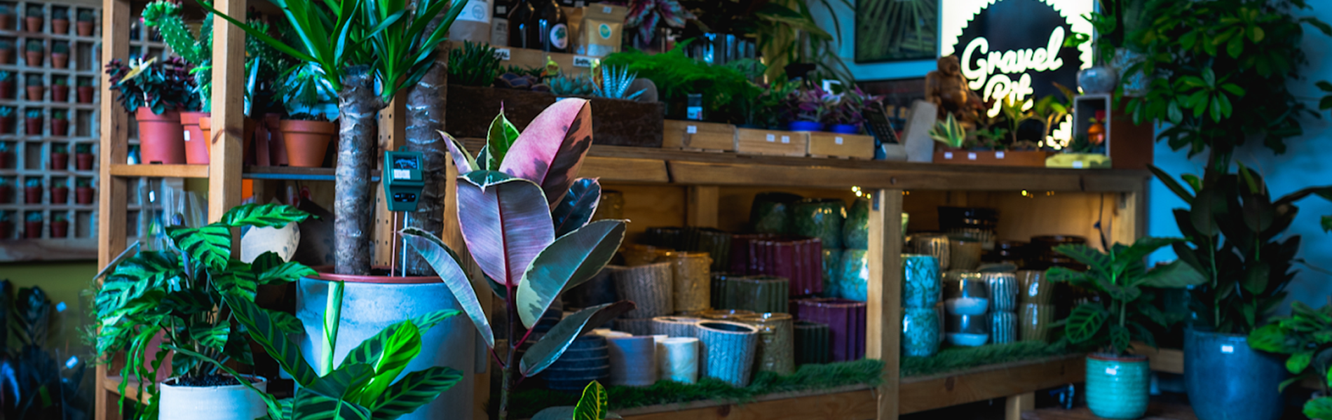 The inside of the Gravel Pit Shop. The shop is filled with wooden shelves packed with a huge array of potted plants.