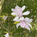 Close-up of a large flower with white petals with traces of pink.