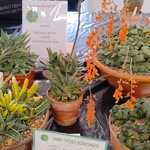 A display table filled with cacti and succulents.