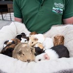 A pile of guinea pigs asleep in a cosy bed.
