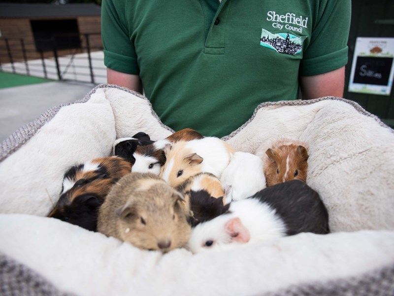 A pile of guinea pigs asleep in a cosy bed.