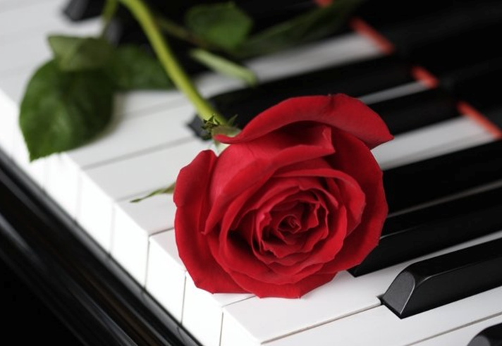 A red rose lying on a piano keyboard.
