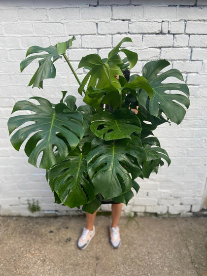 A person holding up a potted house plant that is so big you can only see their feet.