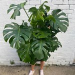 A person holding up a potted house plant that is so big you can only see their feet.