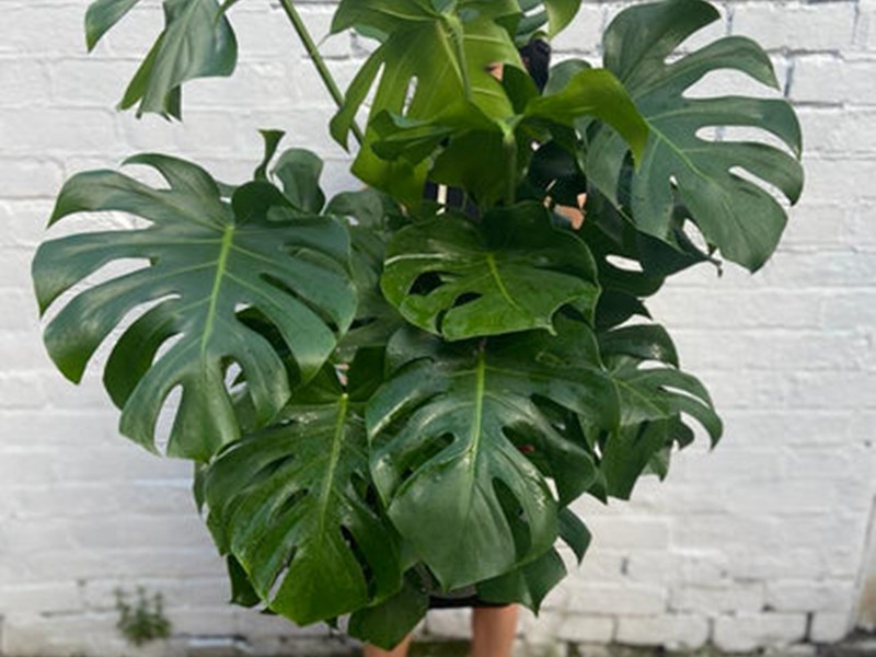 A person holding up a potted house plant that is so big you can only see their feet.