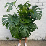 A person holding up a potted house plant that is so big you can only see their feet.