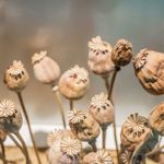 A cluster of dried poppy seed heads with rounded pods and star‑shaped tops stands on thin, curved stems. The pods range in size and tilt in different directions, creating a textured, organic arrangement. The background is softly blurred in muted blue and beige tones, drawing focus to the intricate details of the dried seed heads.