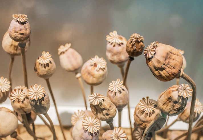 A cluster of dried poppy seed heads with rounded pods and star‑shaped tops stands on thin, curved stems. The pods range in size and tilt in different directions, creating a textured, organic arrangement. The background is softly blurred in muted blue and beige tones, drawing focus to the intricate details of the dried seed heads.