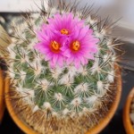A round cactus with three pink flowers.