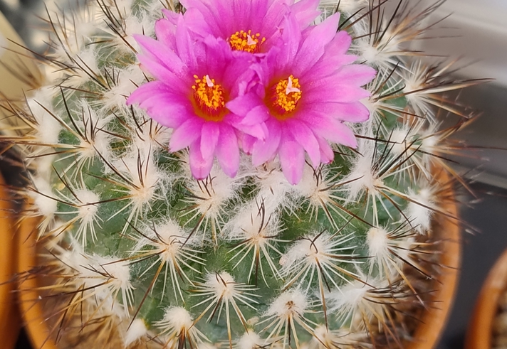 A round cactus with three pink flowers.