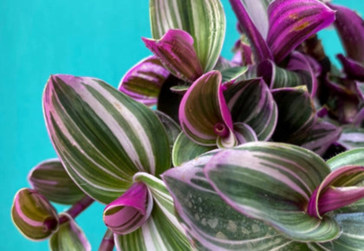 Close up detail of a house plant.