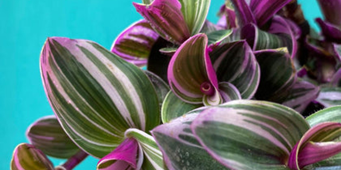 Close up detail of a house plant.