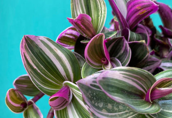 Close up detail of a house plant.