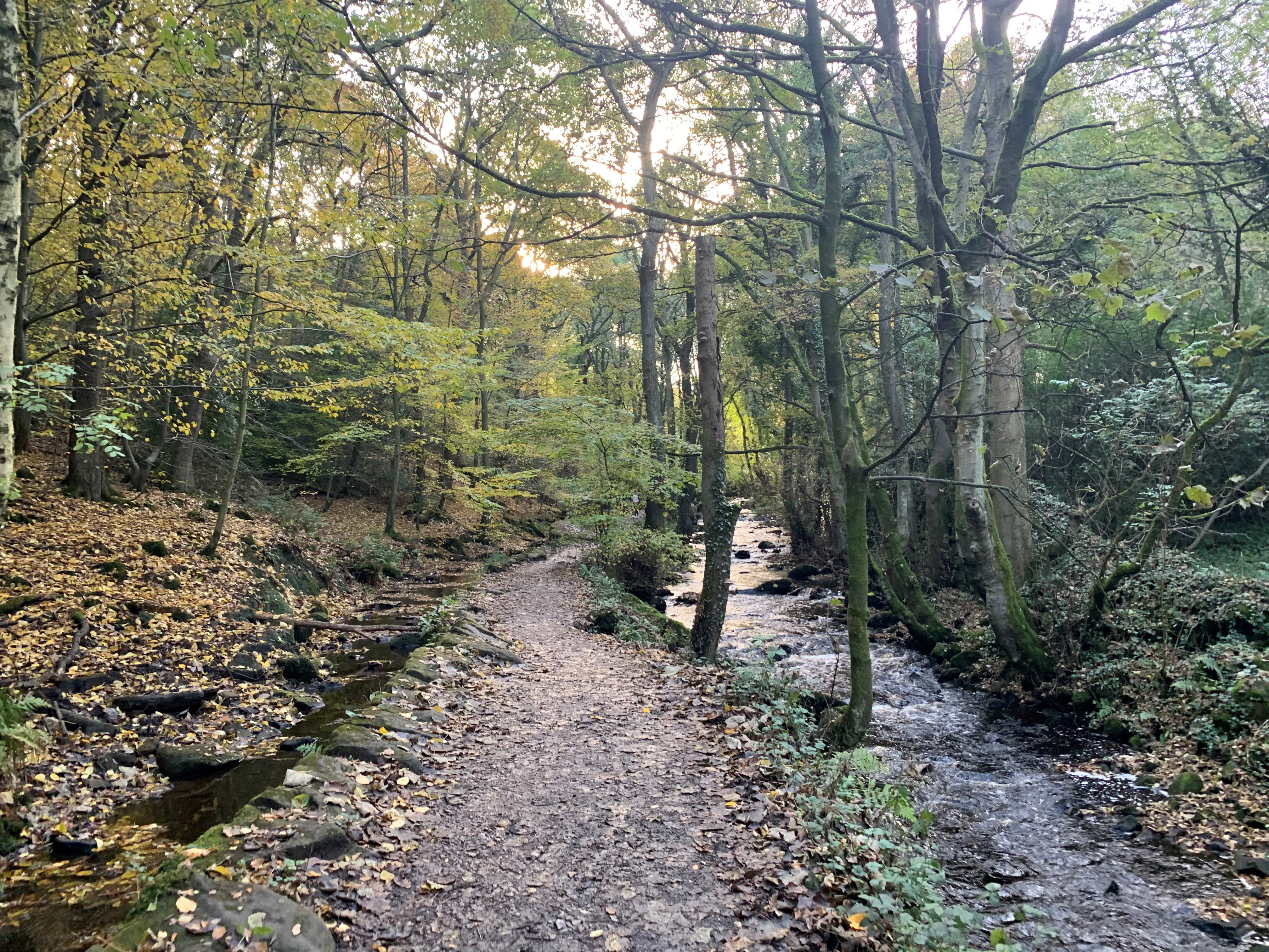 A path through woods that runs alongside a river on the Rivelin Valley Trail.
