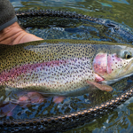 A close-up of a fish in a net, just about to be released after being caught.