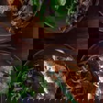 Toasted sandwiches at the Dead Donkey.