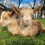 Baby goats at Heeley City Farm.