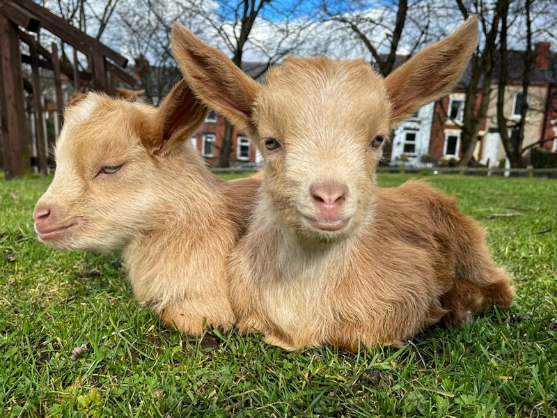Baby goats at Heeley City Farm.
