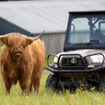A Highland cow standing in a field next to an ATV.