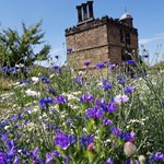 Wild flowers at Sheffield Manor Lodge