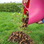 A close up of a person putting wood chips around the base of a sapling.