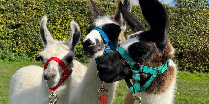 Three llamas standing on grass in front of a tall green hedge under a partly cloudy blue sky. Each llama wears a colourful halter with a lead rope: the left one has a red halter, the middle one blue, and the right one green. The llamas have white and brown coats with dark markings on their faces, and their ears are upright. The scene is bright and sunny, suggesting a calm outdoor setting.